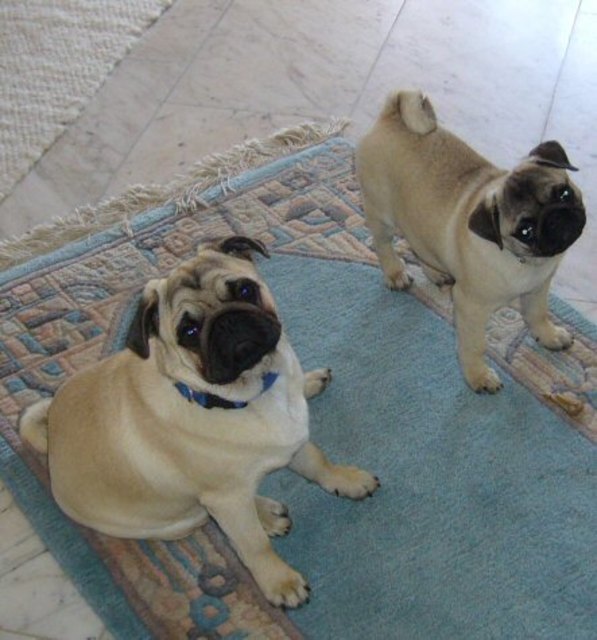 Unsere Mops