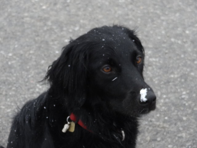 Bonnies liebstes Hobby ist, im Schnee herumzutoben