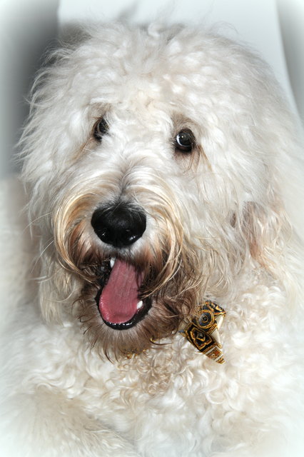 Unser Goldendoodle Einstein
