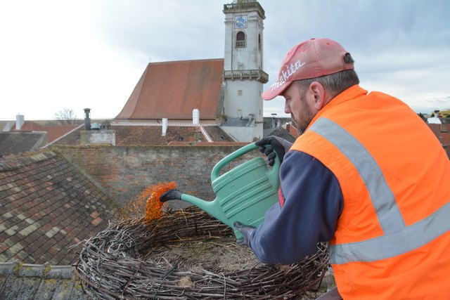 Die Horste werden desinfiziert um Jungstörche vor bakteriellen Infektionen zu schützen.