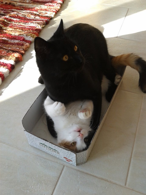 Muffin und Trixi - Ups, erwischt