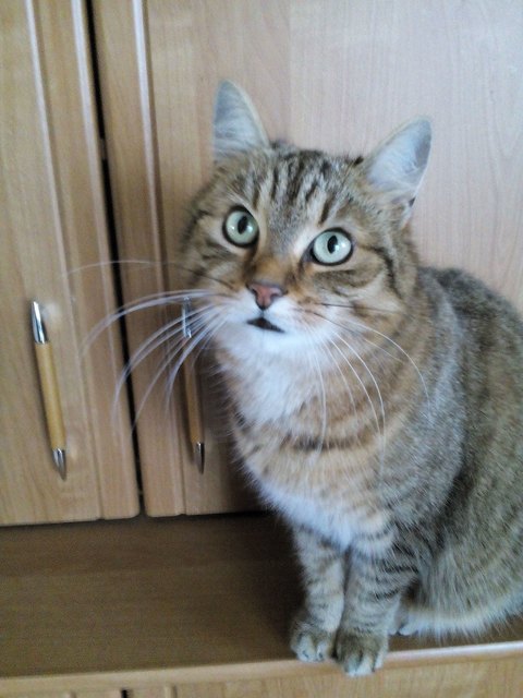 die Chefin im Haus