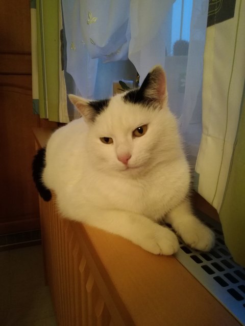 Mucki beim aufwärmen am Heizkörper :-)