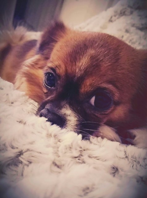 Puppy beim Kuscheln