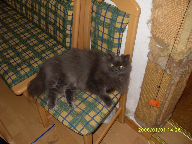 wer mag mit mir kuscheln?