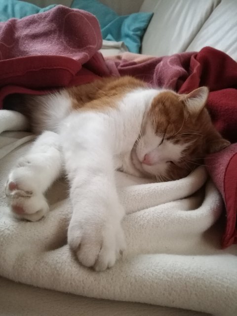 Kater Carlo bei seiner Lieblingsbeschäftigung :-) schlaaaafen