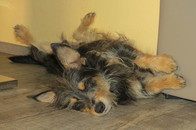 Einfach tierisch relaxed