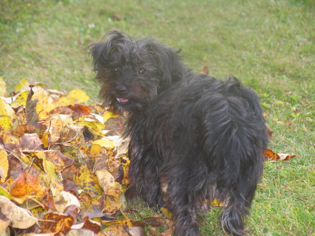 Frauli, wo ist mein Balli? (Jacky)
