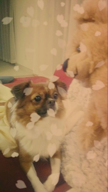Puppy liebt ihren Teddybär