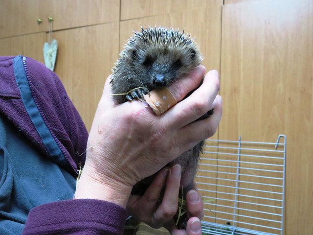 Auch die kleinen Igel, die heuer zu früh aus dem Winterschlaf erwacht sind, erholen sich gut bei Renate Huter.