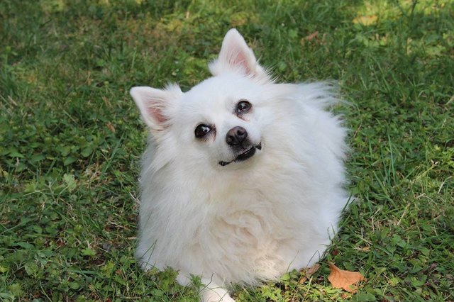 Dina