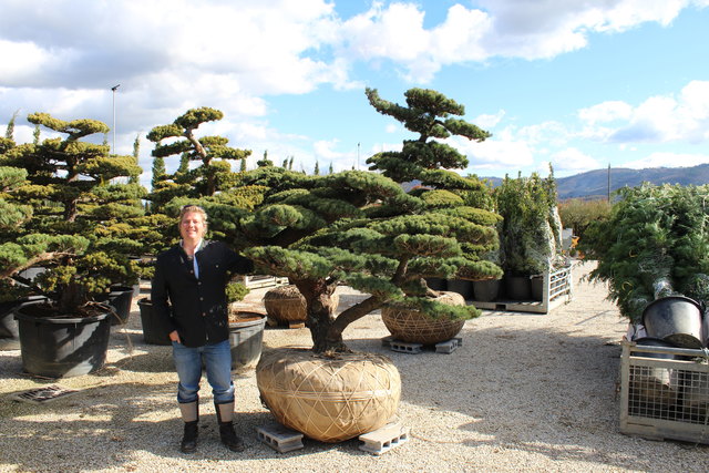 bonsai aus heimischen gehlzen Bonsai selbst gezogen