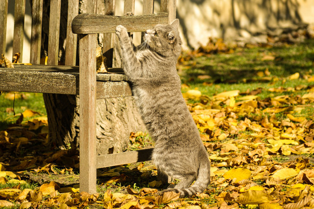 Autumn afternoon