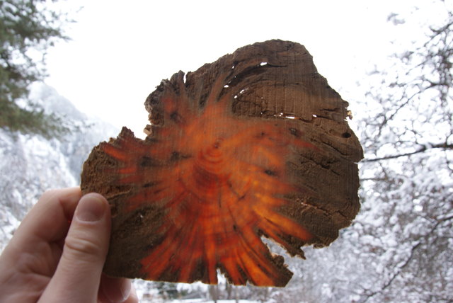 Holz bietet einmalige Formen und tolle Lichtspiele.