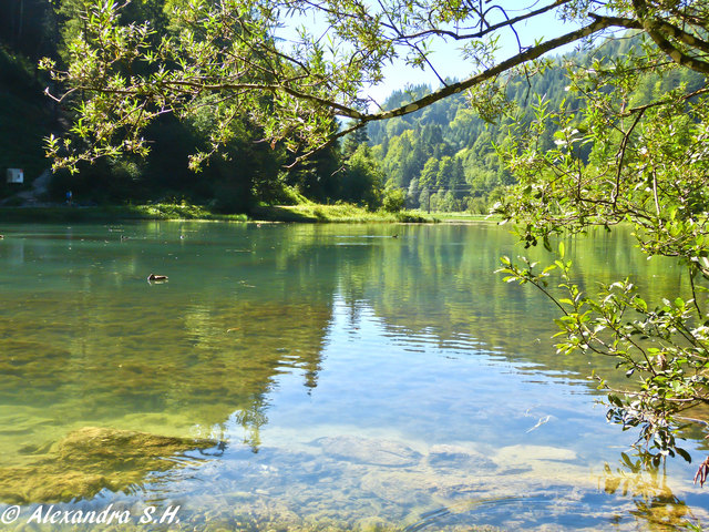 Der Wiesensee ist ein Naturjuwel. | Foto: Alexandra Salvenmoser