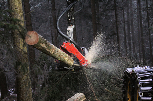 Die Schnelligkeit, mit welcher der Harvester Holz verarbeitet, ist unglaublich. | Foto: Cescutti