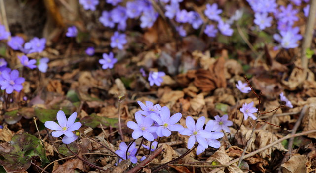 Leberblümchen ) Gailtal