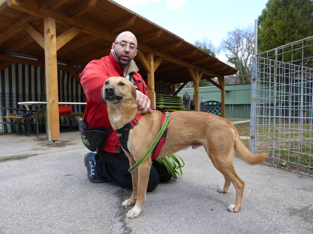 "Hansi" ist ebenfalls auf der Suche nach einem neuen Zuhause.
