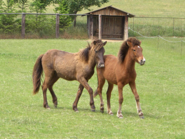 Dieser süße Anblick lässt viele Kinderherzen höher schlagen | Foto: Sonnwendhof Zogelsdorf