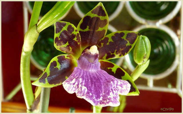 Zygopetalum