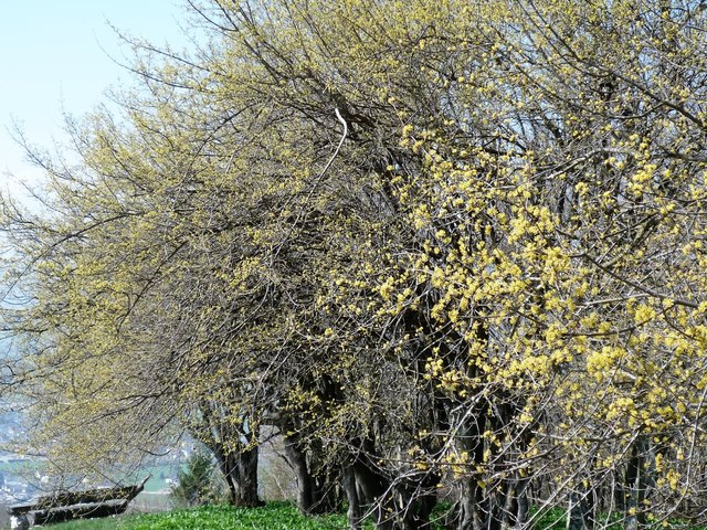 ein prachtvoller dirndlbaum