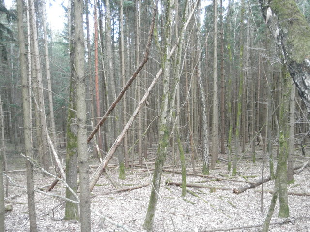 Privater Waldbesitz ist im Südburgenland extrem zersplittert. Das behindert die Bewirtschaftung und nützt dem Borkenkäfer. | Foto: Karl Konrad