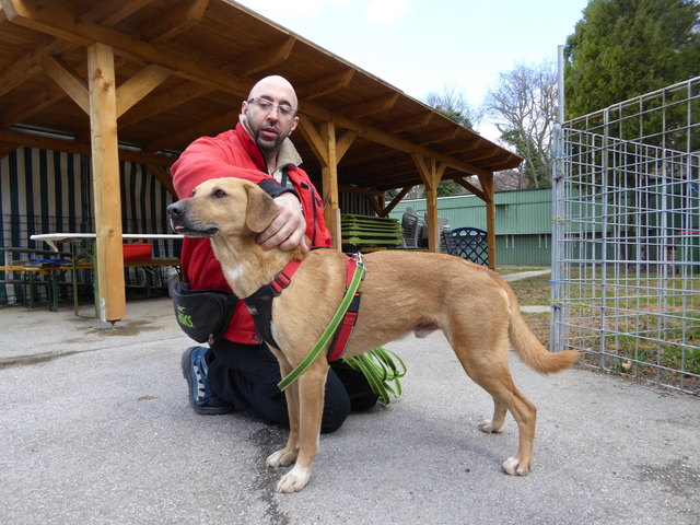 Hansi kann auch ganz brav.