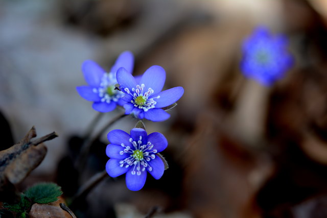 Im lichten Schatten von Laubwäldern fühlt sich das Leberblümchen wohl.