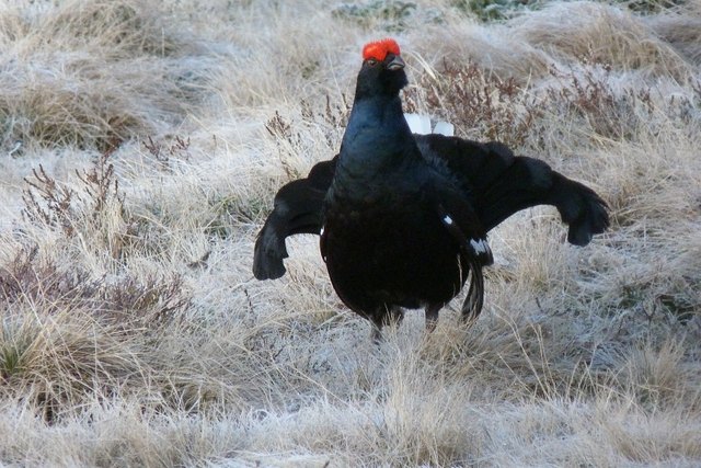 Ende März startet wieder eines der schönsten Schauspiele, welche die Tierwelt in den Tiroler Alpen zu bieten hat: die Birkhahnbalz - also die Paarungszeit beim Birkwild bei der die Hähne außergewöhnliche Tänze vollführen, um eine Chance auf die Fortpflanzung mit einer Henne zu erhalten.