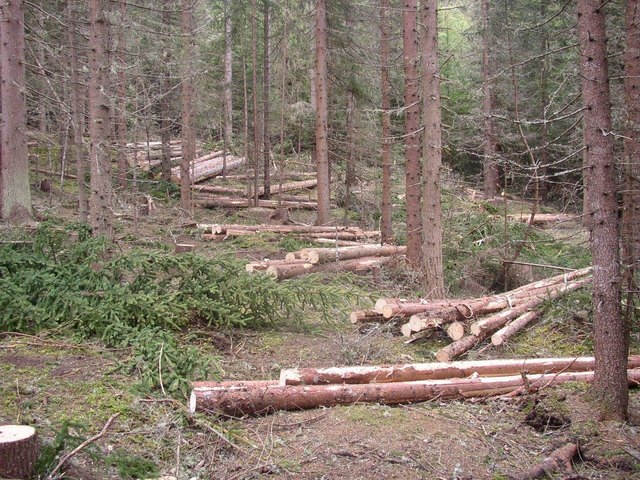 Bei der Nutzung der Wälder setzt man auf Nachhaltigkeit. | Foto: BFI
