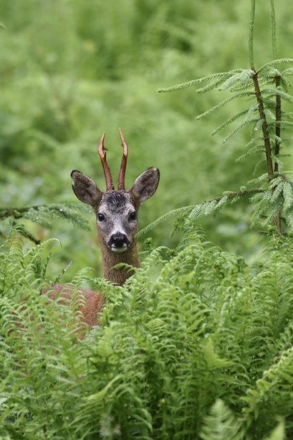 Jagddruck und Freizeitverhalten der Menschen: Das Wild versteckt sich im Wald, die Bejagung wird so schwieriger. | Foto: Josef Kirchmair