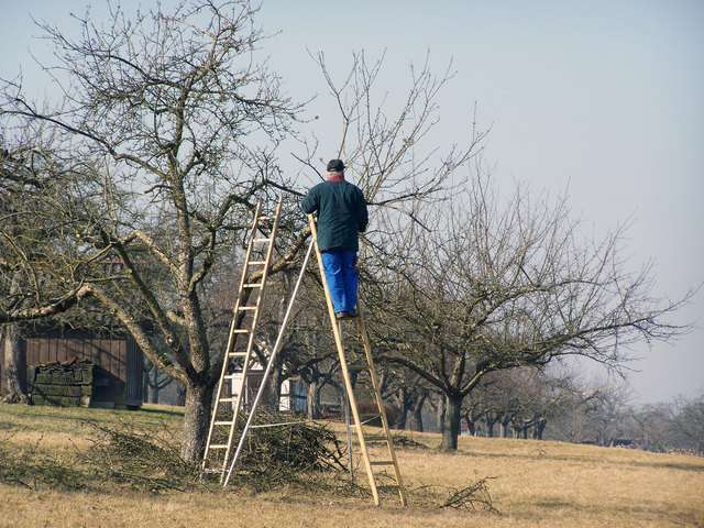 Obstbäume bedürfen regelmäßiger Pflege. | Foto: Roberta M./Pixelio.de