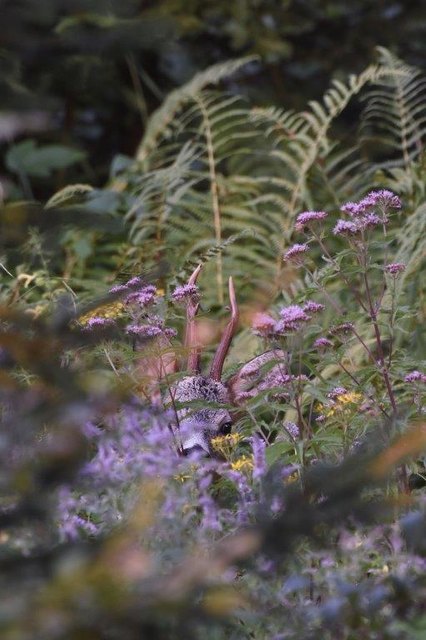 Jagddruck und Freizeitverhalten der Menschen: Das Wild versteckt sich im Wald, die Bejagung wird so schwieriger. | Foto: Josef Kirchmair