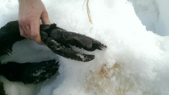Die Moderhinke ist noch nicht überstanden. Wie bei diesem Steinbock ersichtlich, führt die Krankheit zu einer schmerzhaften Entzündung der Hufe, welche zum Schluss die Tiere an der Fortbewegung hindert und somit zum Tode führen kann.