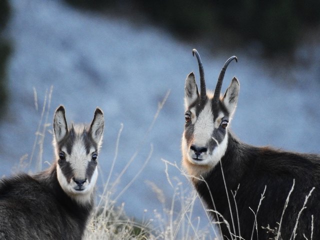 Den größten Anteil der Hegeabschüsse verzeichnen wir beim Gamswild. Eine Wildart, die leider häufig übersehen wird, jedoch genauso wie der Steinbock zur einzigartigen Tierwelt der Alpen zählt. Jedoch sind genau diese Arten immer mehr von infektiösen Krankheiten betroffen und reagieren, wie man inzwischen weiß, sensibel auf klimatische Veränderungen.