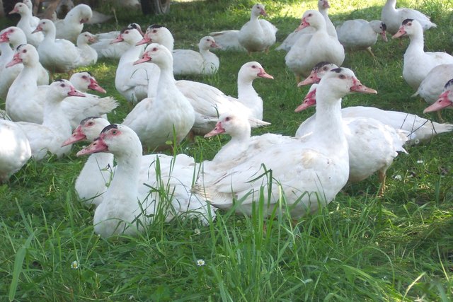 Die BBK veranstaltet am 27. März einen Infoabend zum Thema Geflügelmast. | Foto: Martin Mayringer