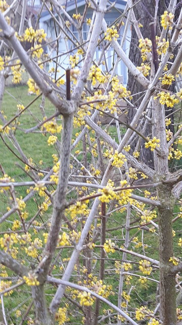 Blüte im Garten
