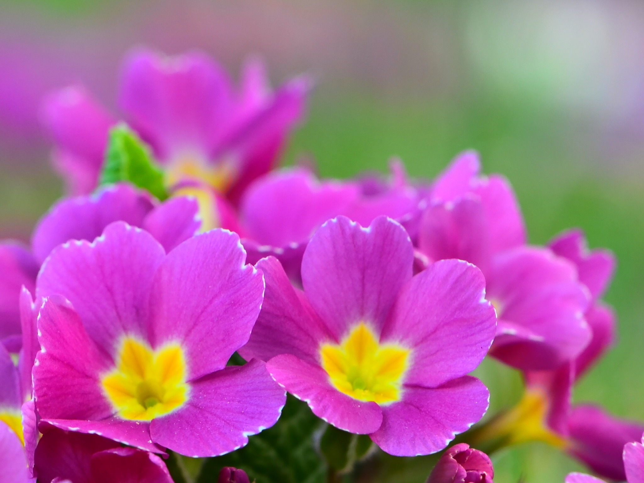 Primel (der wissenschaftliche Name Primula bedeutet 