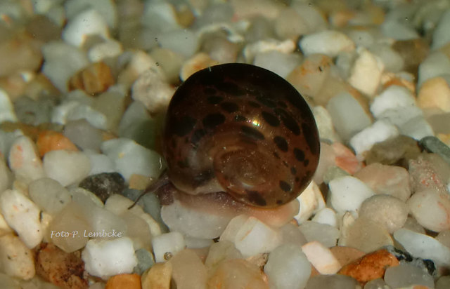 Apfelschnecke im Aquarium