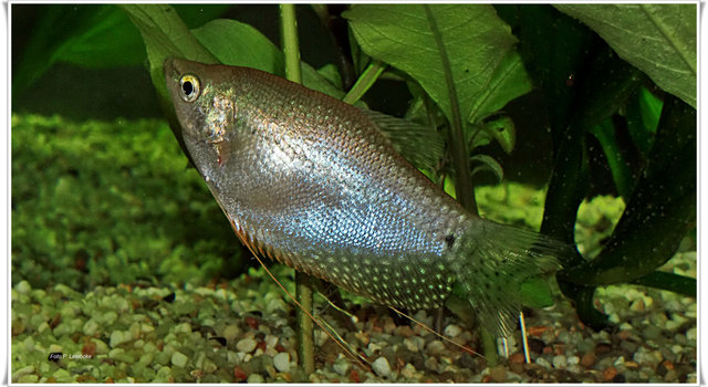 Fadenfisch