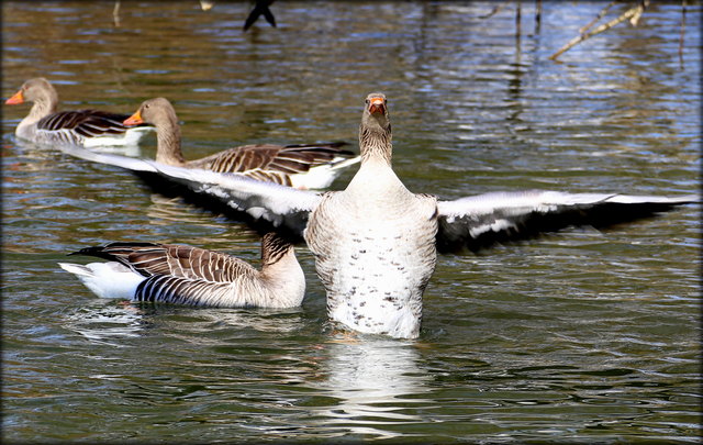 Graugänse am Leopoldskroner- Weiher