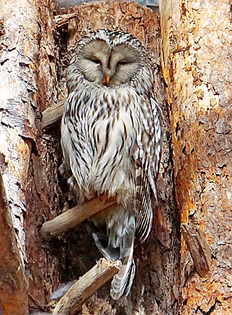 ... er wird 60 - 62 cm groß und 15 bis 20 Jahre alt. Unverdauliches, wird einige Stunden nach der Mahlzeit als GEWÖLL, ausgewürgt. Schlafbäume und Brutplätze, werden durch dieses, verraten!