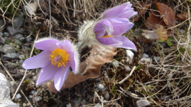 Pulsatilla/Küchenschelle
