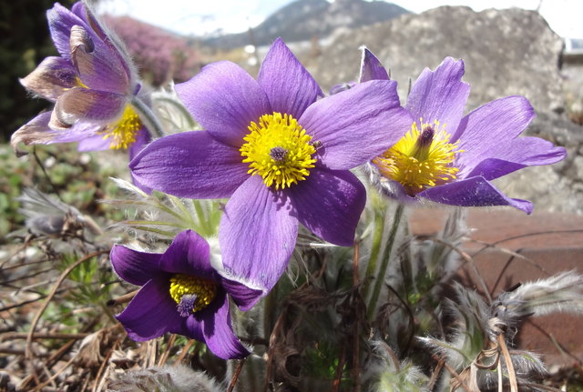 Pulsatilla/Kuhschelle