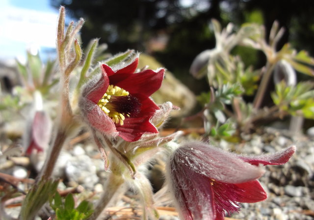 Pulsatilla/Kühchenschelle