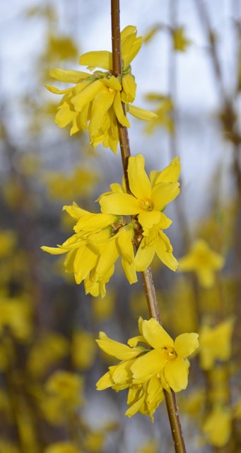 Die ersten Forsythie blühen auf.
