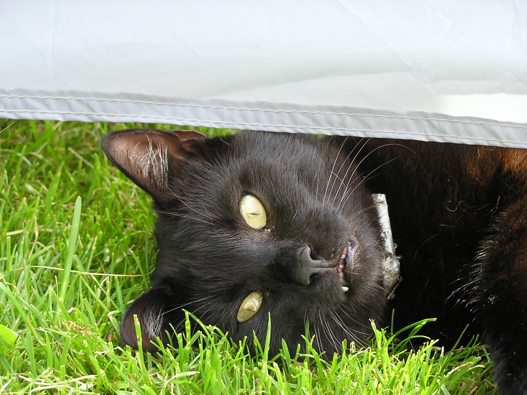 Über die vermisste Katze und die freundlichen Menschen Leoben