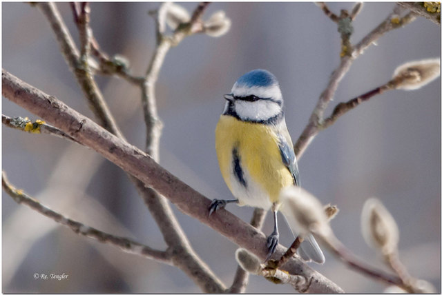 Die Blaumeise ist einer der ersten Singvögel in Tirol: Zu dieser Jahreszeit hat sie oft schon ein Nest gebaut. | Foto: Renate Tengler (Kufstein)