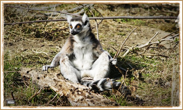 ja, wo wo wo sind sieeee??