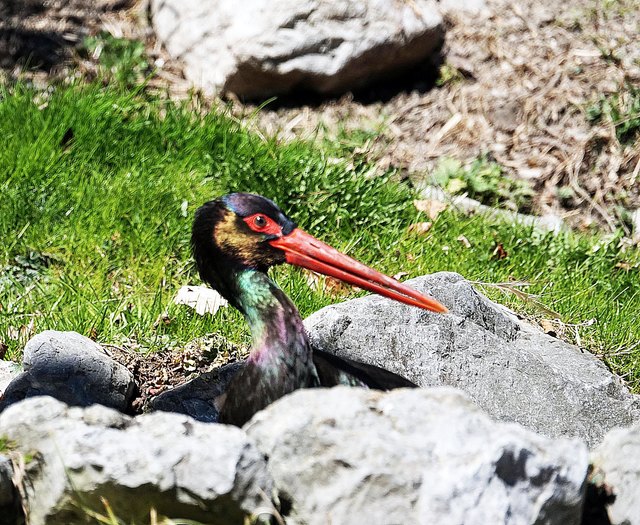 ... ein junger SCHWARZSTORCH - gesehen im Alpenzoo Innsbruck!
